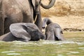 View of two African bush elephants swimming in the water under the sunlight Royalty Free Stock Photo