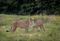 View of two African cheetahs licking each other in the wild meadow before the trees Royalty Free Stock Photo