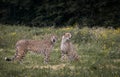 View of two African Cheetahs sitting and roaring in the wild meadow Royalty Free Stock Photo