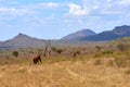 View of two African elephant savanna goes on safari in Kenya, with blurred trees and mountains