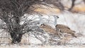 View of two African great bustards on a leafless tree during winter Royalty Free Stock Photo