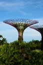 View of two artificial Supertrees at Gardens by the Bay Singapore
