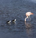 View of two avocets and a flamingo Royalty Free Stock Photo