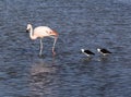 View of two avocets and a flamingo Royalty Free Stock Photo