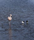 View of two avocets and a flamingo Royalty Free Stock Photo
