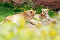 A view on two Barbary lions