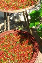 View on two baskets bowl with green and red fresh chilli peppers drying in natural sunlight on floor in asian garden