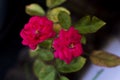 The view of two beautiful red roses Royalty Free Stock Photo