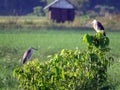 View of two birds, East Nusa Tenggara