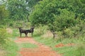 TWO BLUE WILDEBEEST STANDING IN A DIRT ROAD ON A SOUTH AFRICAN GAME FARM Royalty Free Stock Photo