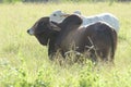 View of two brahaman catle on a pasture field