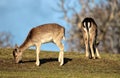 View of two brown deer grazing and standing turned aside and back in the field Royalty Free Stock Photo