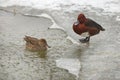 Two brown ferruginous ducks on the bank of a frosted pond