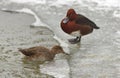 Two brown ferruginous ducks on the bank of a frosted pond