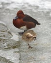 Two brown ferruginous ducks on the bank of a frosted pond