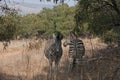 TWO ZEBRA IN THE SHADE OF A KAREE TREE