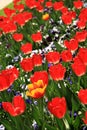 Two colored tulip with around red tulips in a garden in Istanbul Tulip Festival