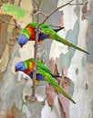 View of two colorful Australian parrots.