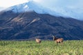 View on two deers on a green field with snowcapped mountain in background in winter