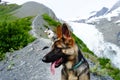 German Sheperd and Texasheeler hiking