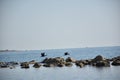 View of two ducks in flight grazing the sea and rocks Royalty Free Stock Photo