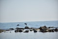 View of two ducks in flight grazing the sea and rocks Royalty Free Stock Photo