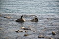 View of two ducks in the sea and rocks Royalty Free Stock Photo