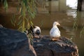 View of two ducks on the shore of a small pond Royalty Free Stock Photo