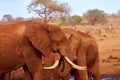 View of two elephants and blurred zebras in the background. Tsavo National Park in Kenya, Africa. Blue sky and red sand Royalty Free Stock Photo