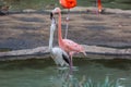 View of two flamingos kissing each other and standing in the water Royalty Free Stock Photo