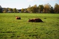 View of two highland cows laying on the grass in the middle of the field on a sunny day Royalty Free Stock Photo