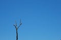 LARGE BIRDS PERCHED ON DEAD TREE AGAINST BLUE SKY Royalty Free Stock Photo