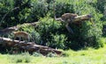 Two Spotted Leopards