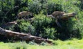 Two Spotted Leopards