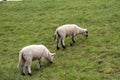View on two little white sheeps feeding grass on a grass area under a cloudy sky in rhede emsland germany
