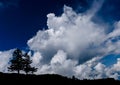 Two lone pine trees on the horizon under a wild and expressive cloudy sky