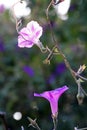 TWO PINK MORNING GLORY FLOWERS IN THE LATE AFTERNOON