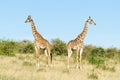 Two Masai giraffes, Giraffa Camelopardalis Tippelskirchii, in Maasai Mara National Reserve, Kenya