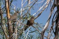 View of two Mourning doves perched on a tree branch in the Malheur National Wildlife Refuge. Royalty Free Stock Photo