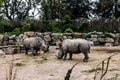 View of two rhinos at the zoo Royalty Free Stock Photo