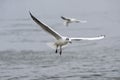 View of two seagulls flying over the water Royalty Free Stock Photo