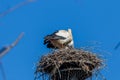 View of two storks on a high bird nest against the blue sky Royalty Free Stock Photo