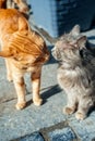 Street cats in Istanbul, Turkey