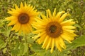 Splendid large Sunflowers