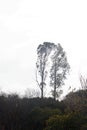 TWO LONELY TREES AGAINST A BLEAK SKY