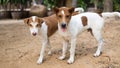 A view of two teenage Thai dogs, brown and white, staring suspiciously forward