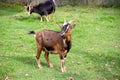 Two Thuringian forest goats on a meadow