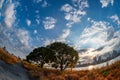 View of two trees and some grass with riverside and Umeda city in the background during sunrise