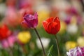 View of two tulip flowers, one red and one purple, against the blurred background of a growing field in early spring Royalty Free Stock Photo