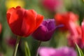 View of two tulips, red tulip and fringed cacharel tulip. Vertical shot